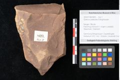 Foto (Objekt + Etikett) von Quercus palaeoilex Ettingshausen (NHMW-GEO-2024-0188-0809)